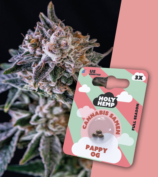 Holy Hemp Samen Full Season Pappy OG