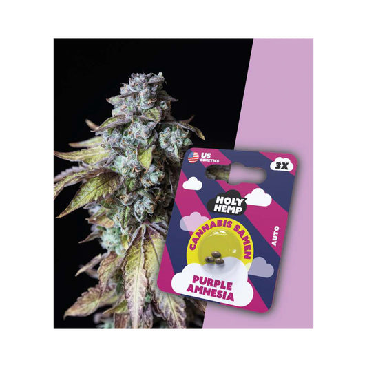 Holy Hemp Samen Auto Flowering Purple Amnesia - Cannabiothek