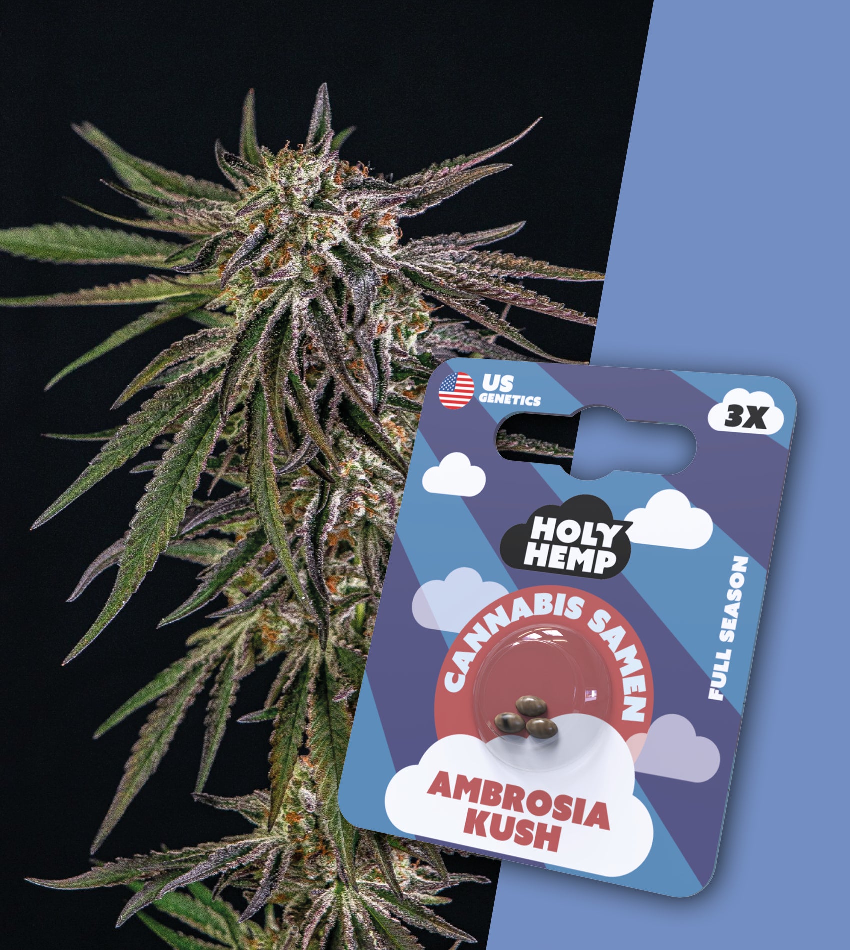 Holy Hemp Samen Full Season Ambrosia Kush - Cannabiothek