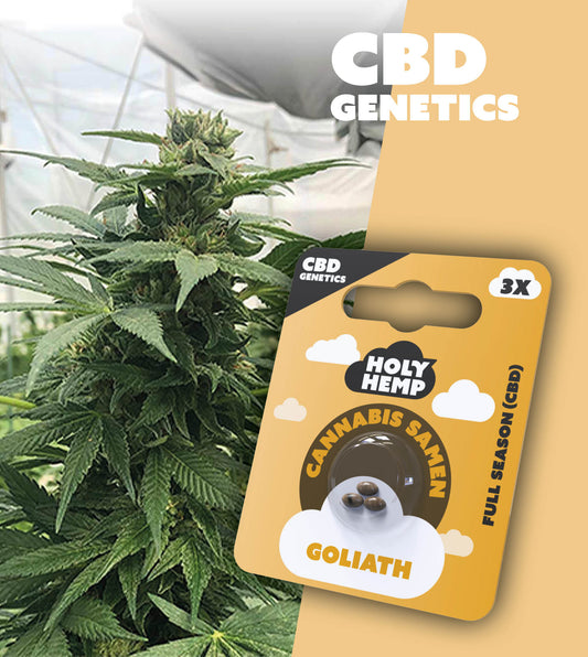 CBD Samen Goliath – feminisierte Outdoor-Hanfpflanze mit XXL-Ertrag
