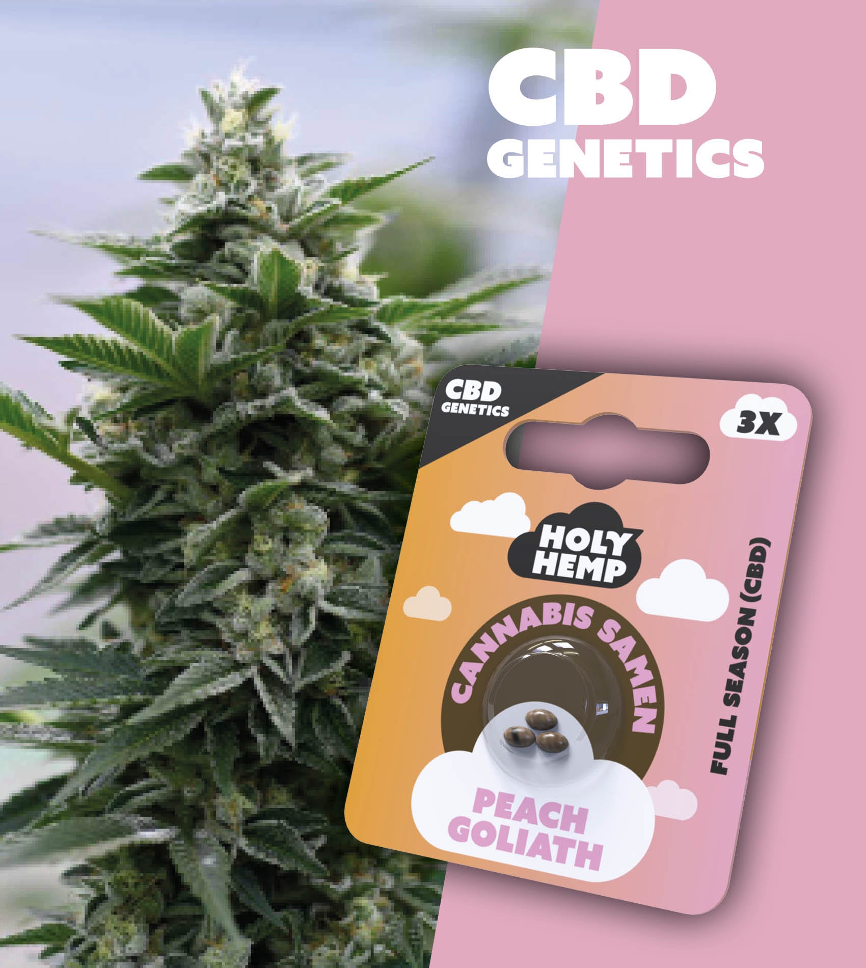 Holy Hemp CBD Samen  Full Season  Peach Goliath