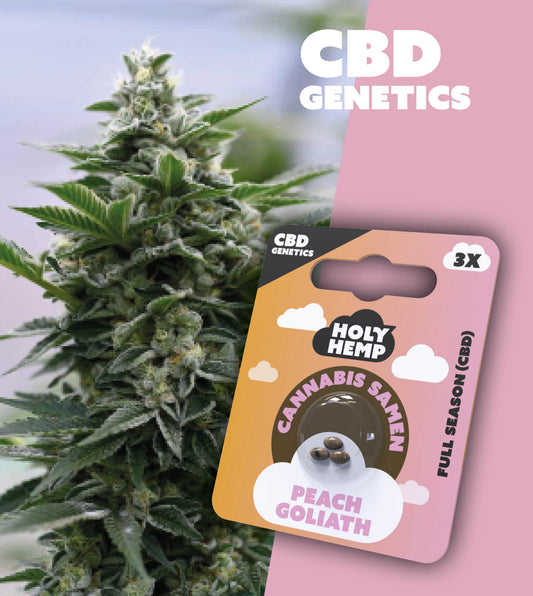 Holy Hemp CBD Samen  Full Season  Peach Goliath