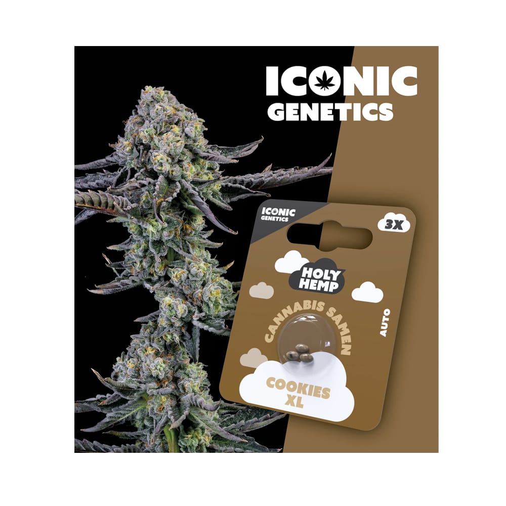 Holy Hemp Samen Auto Flowering Cookies XL