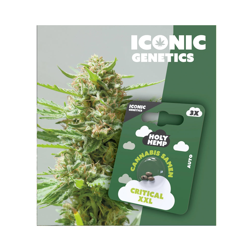 Holy Hemp Samen Auto Flowering Critical XXL
