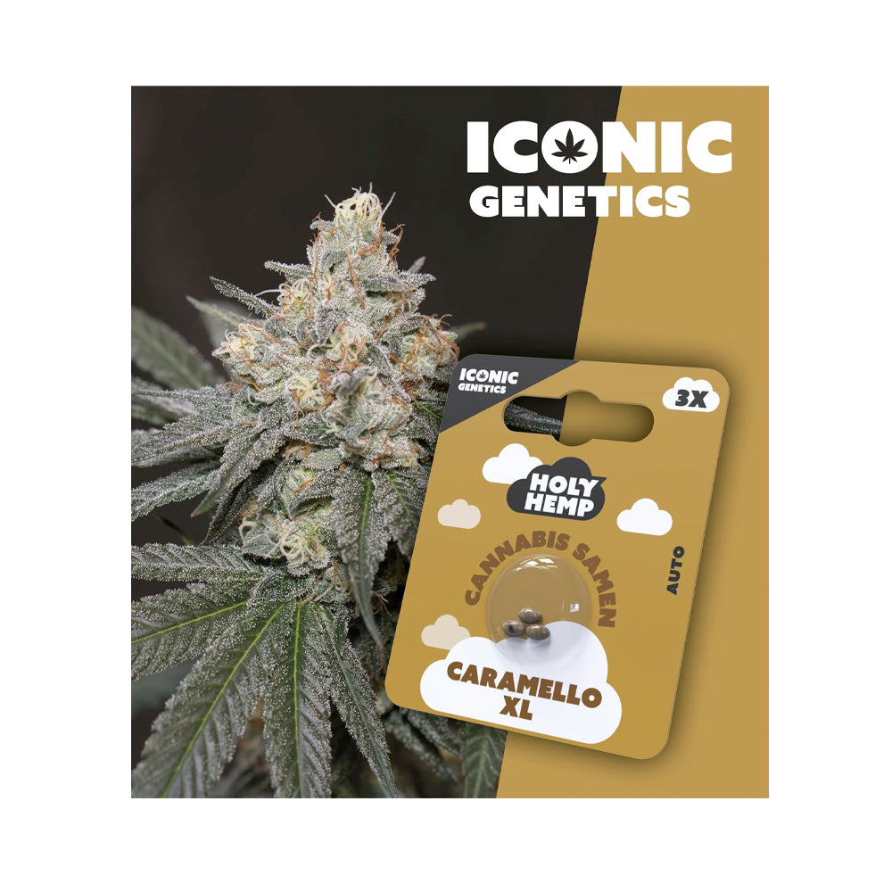 Holy Hemp Samen Auto Flowering Caramello XL