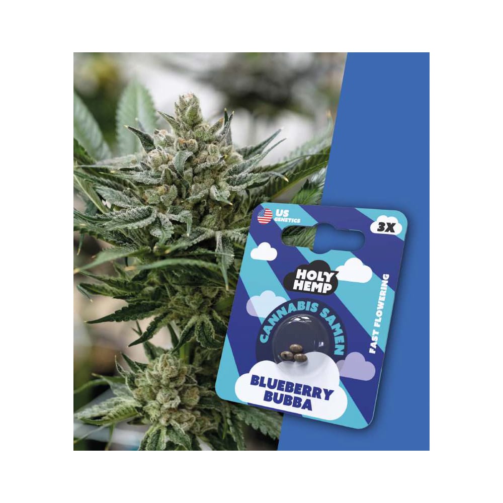 Holy Hemp Samen Blueberry Bubba Fast Flowering - Cannabiothek