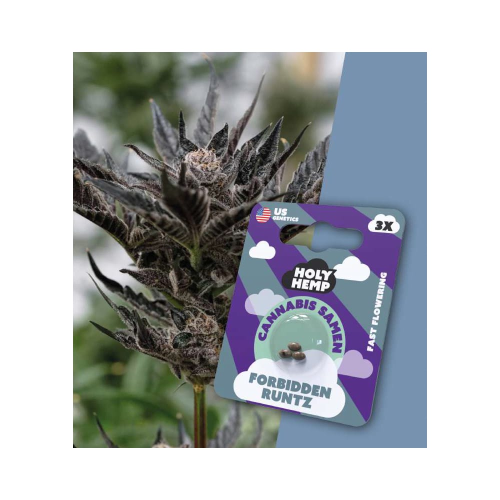 Holy Hemp Samen – Fast-Flowering Forbidden Runtz