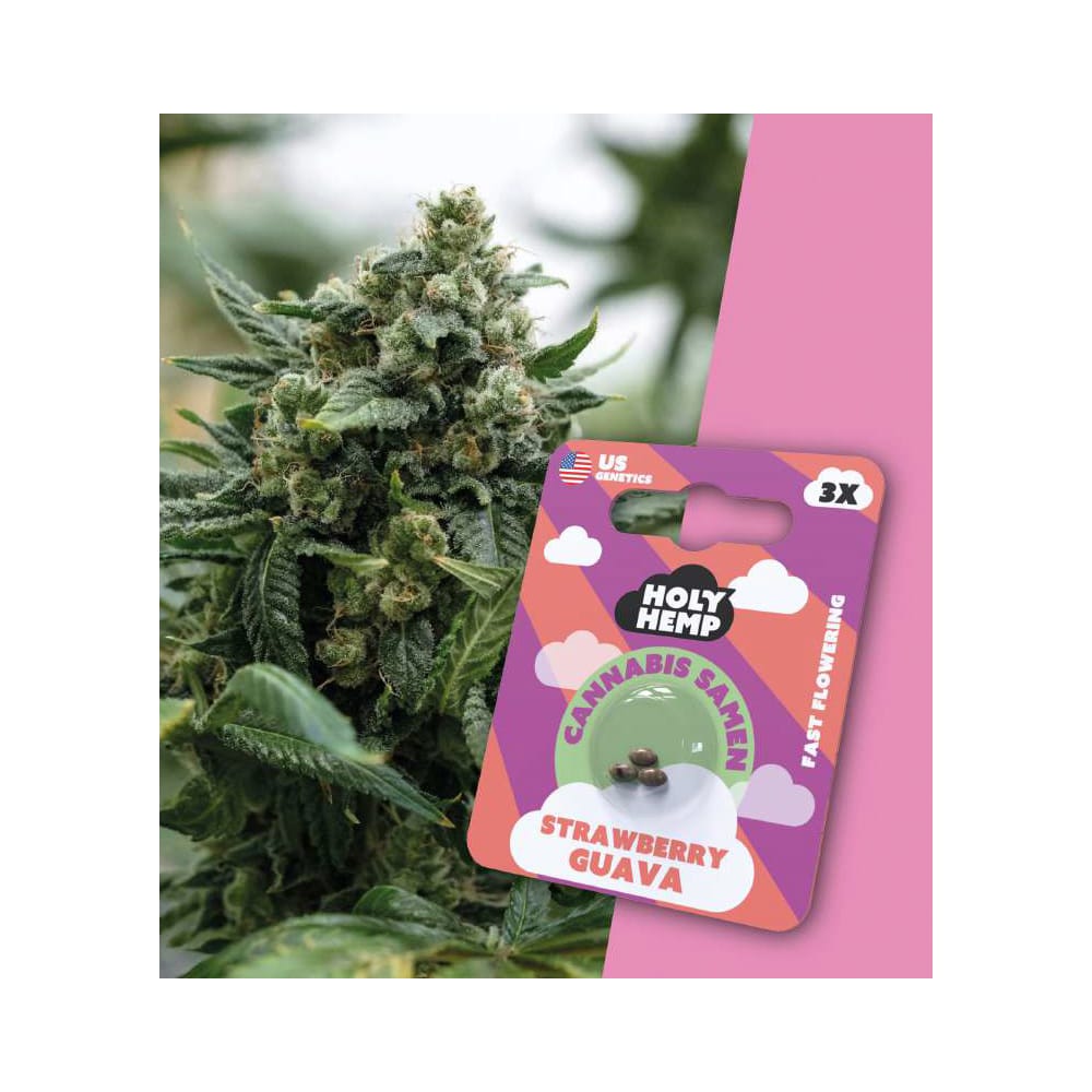 Holy Hemp Fast-Flowering Strawberry Guava Seeds - Cannabiothek