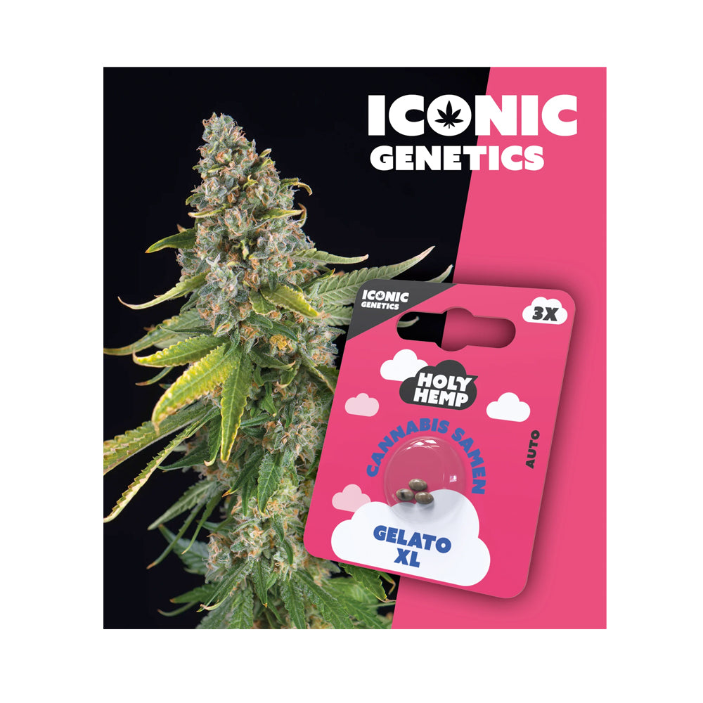 Holy Hemp Samen Auto Flowering Gelato XL - Cannabiothek
