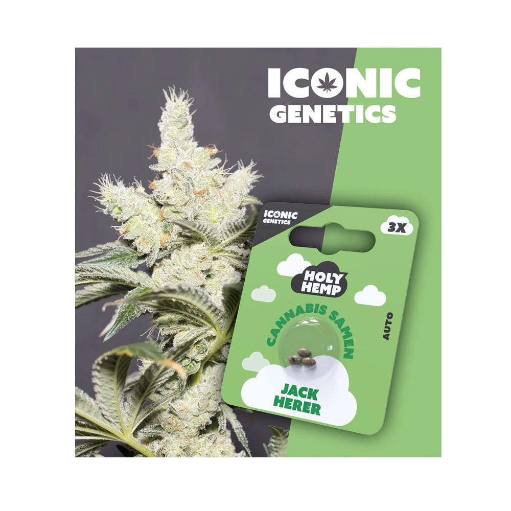 Holy Hemp Samen Auto Flowering Jack Herer - Cannabiothek