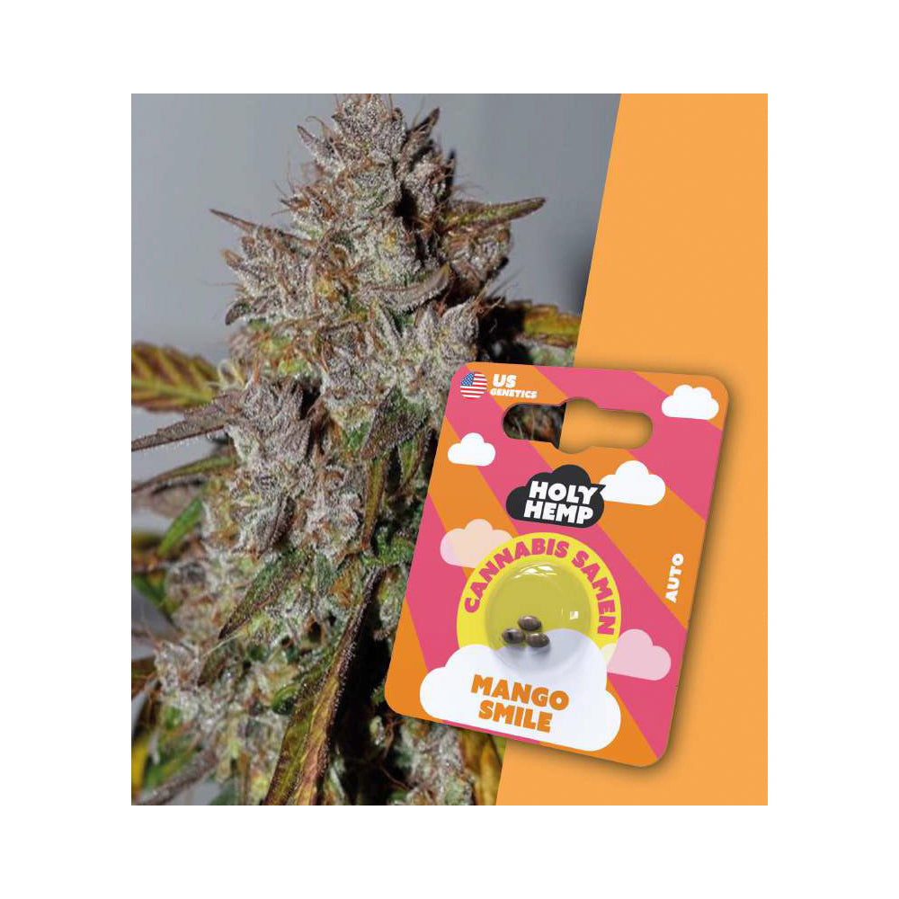 Holy Hemp Samen Auto Flowering Mango Smile