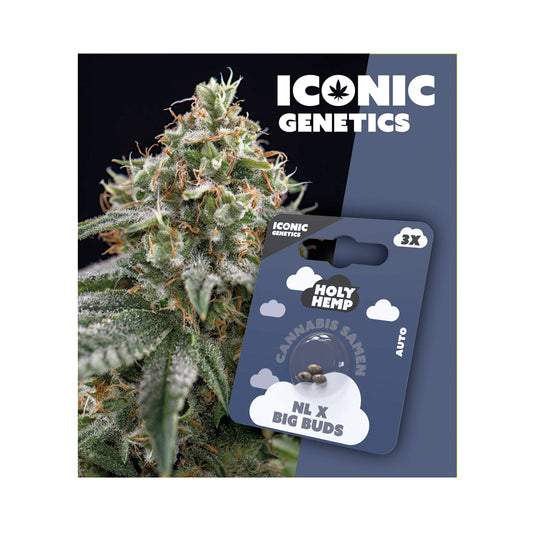 Holy Hemp Samen Auto Flowering NL x Big Buds - Cannabiothek
