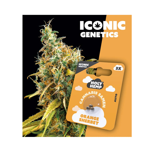 Holy Hemp Samen Auto Flowering Orange Sherbet