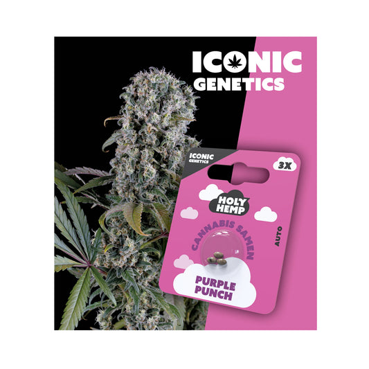 Holy Hemp Samen Auto Flowering Purple Punch - Cannabiothek