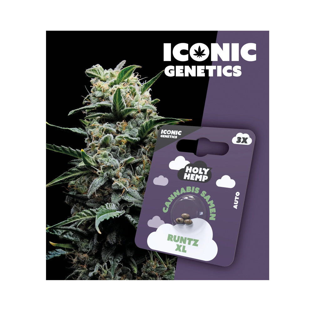 Holy Hemp Samen Auto-Flowering Runtz XL - Cannabiothek