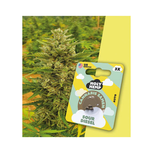 Holy Hemp  Samen Auto Flowering Sour Diesel - Cannabiothek