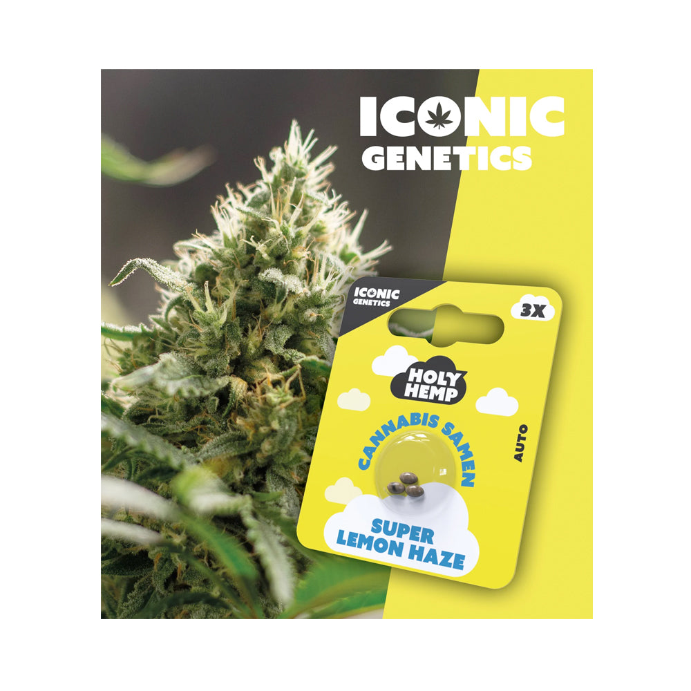 Holy Hemp Auto Super Lemon Haze Autoflower Seed - Cannabiothek