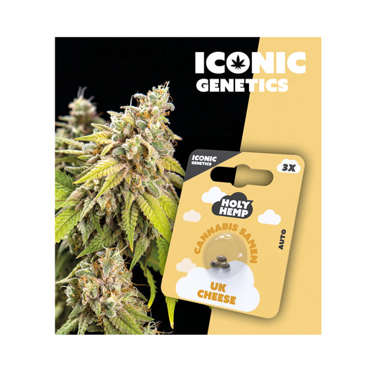 Holy Hemp Samen Auto Flowering UK Cheese