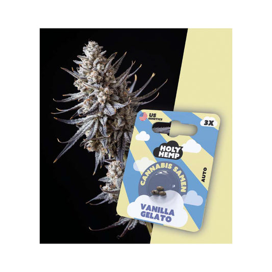 Holy Hemp Samen Auto-Flowering Vanilla Gelato - Cannabiothek