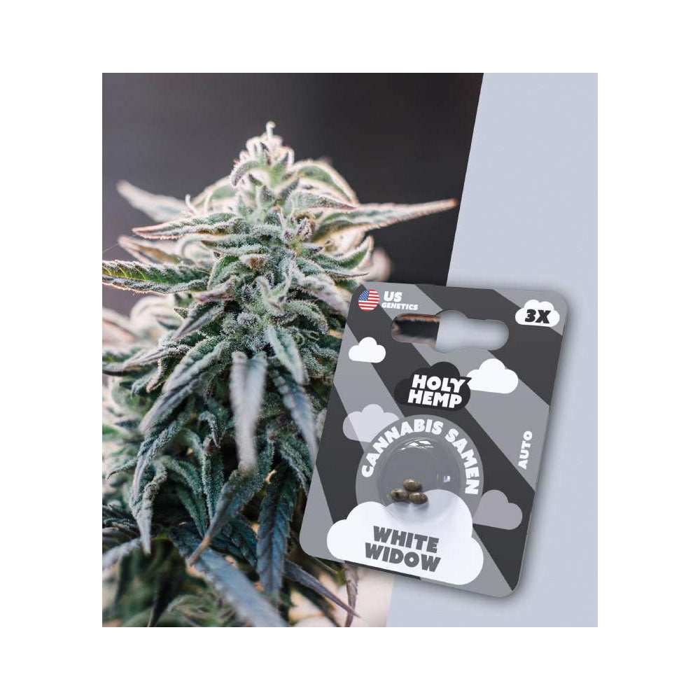 Holy Hemp Samen Auto-Flowering White Widow